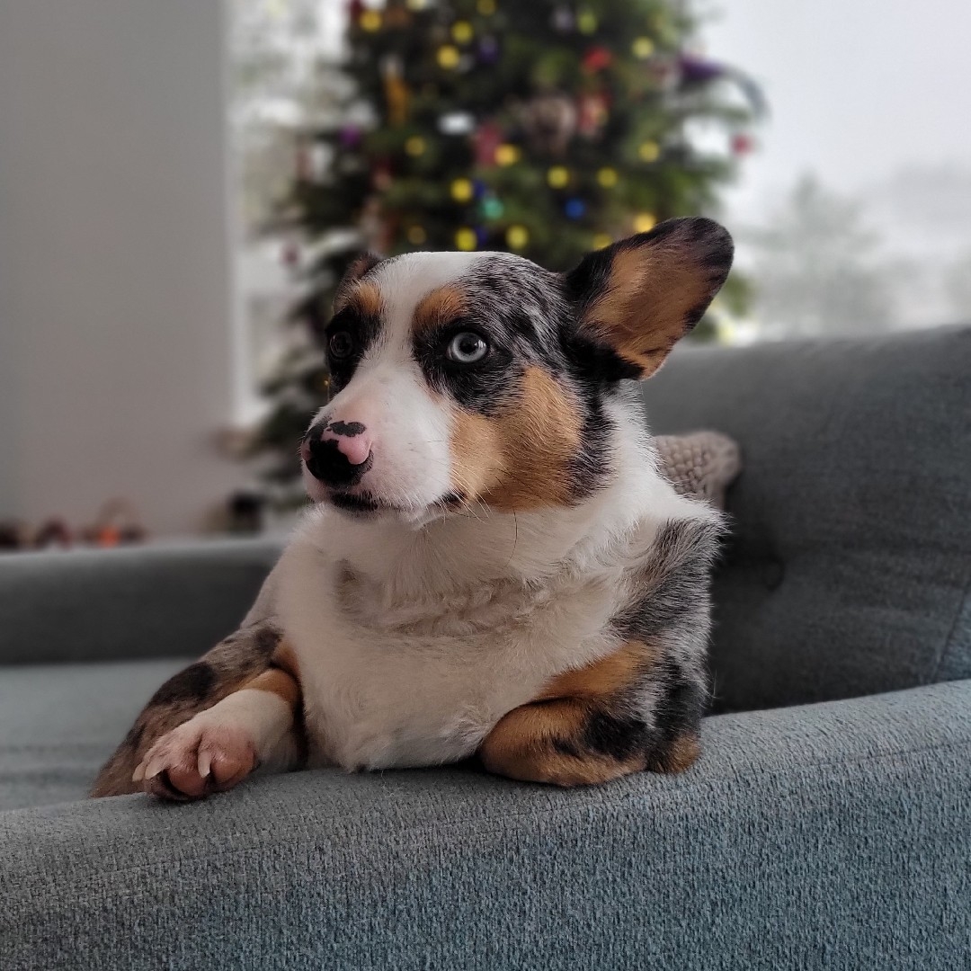 A picture of Lupa, a 6 years 3 months old Other Mix dog.