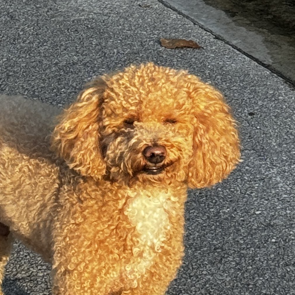 A picture of Casino, a 7 years 8 months old Goldendoodle dog.