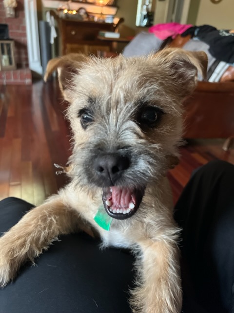 A picture of Willie (Rex) Ott, a 2 years 7 months old Other Mix dog.