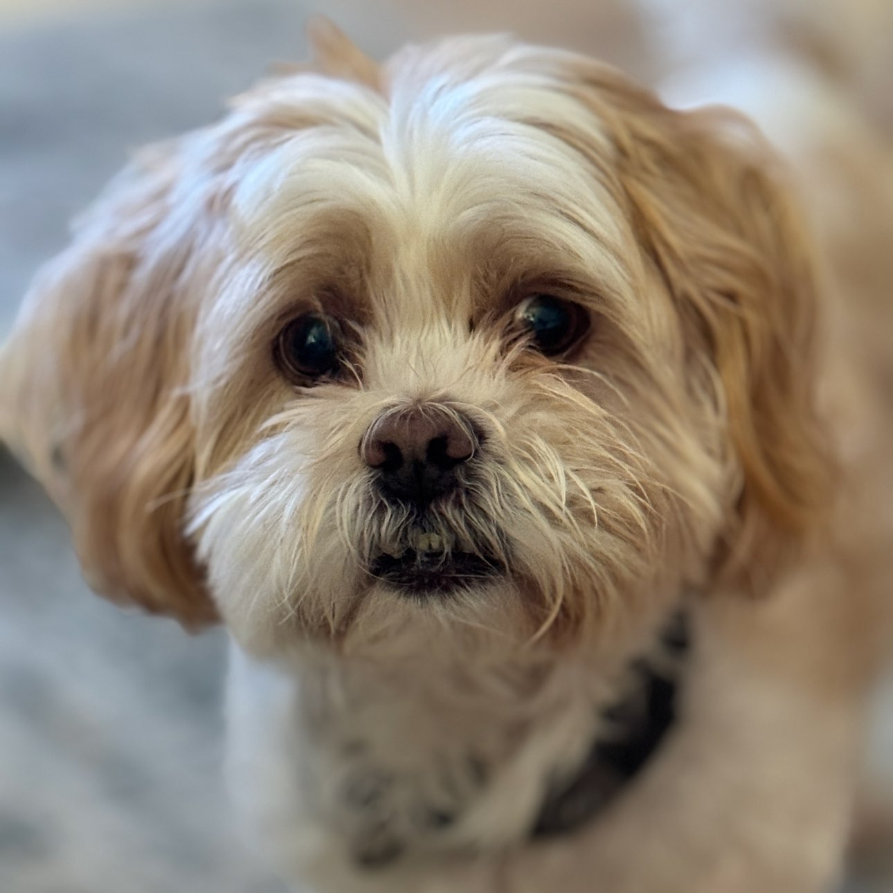 A picture of Cheerio, a 11 years 2 months old Other Mix dog.