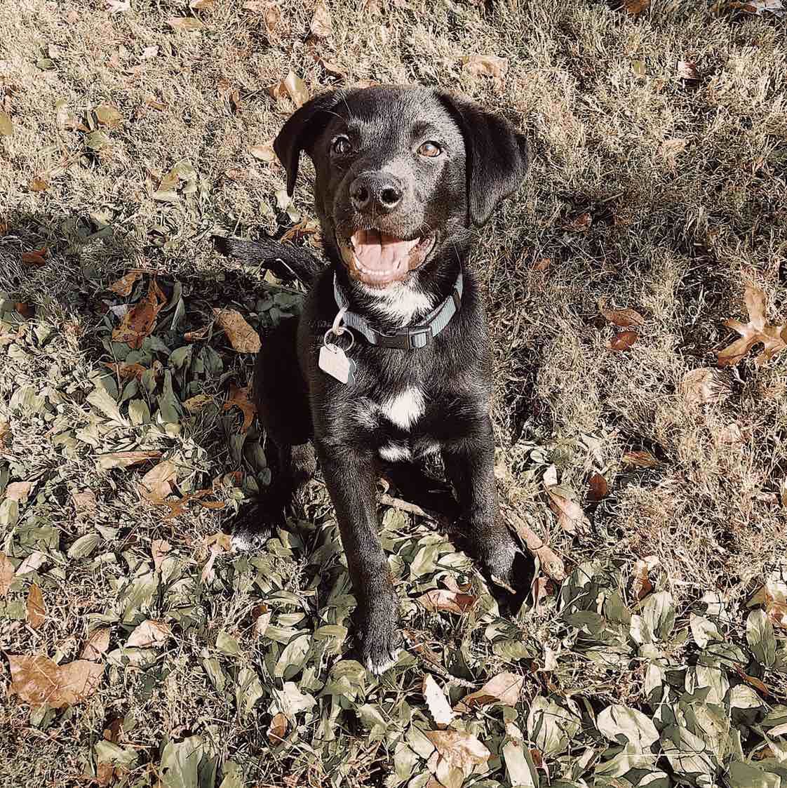 Ash | Fi Smart Dog Collar