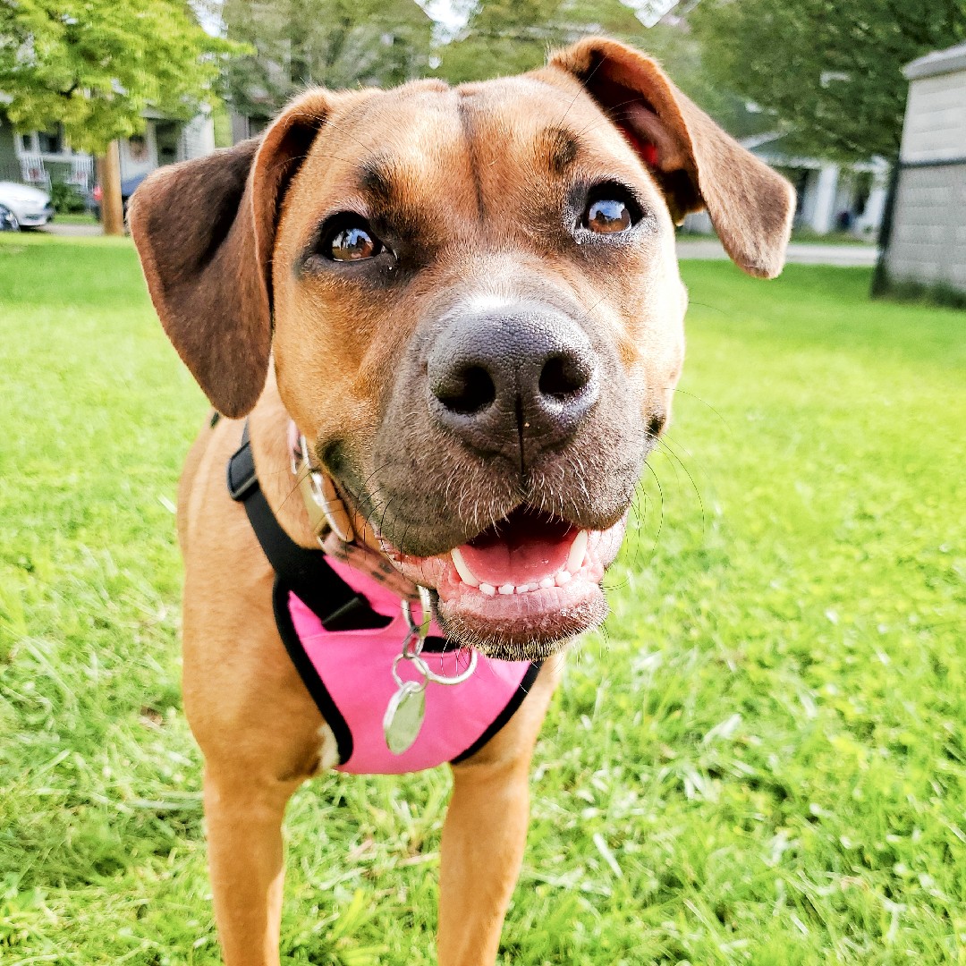 A picture of Lapua, a 4 years 11 months old Pit Bull Mix dog.