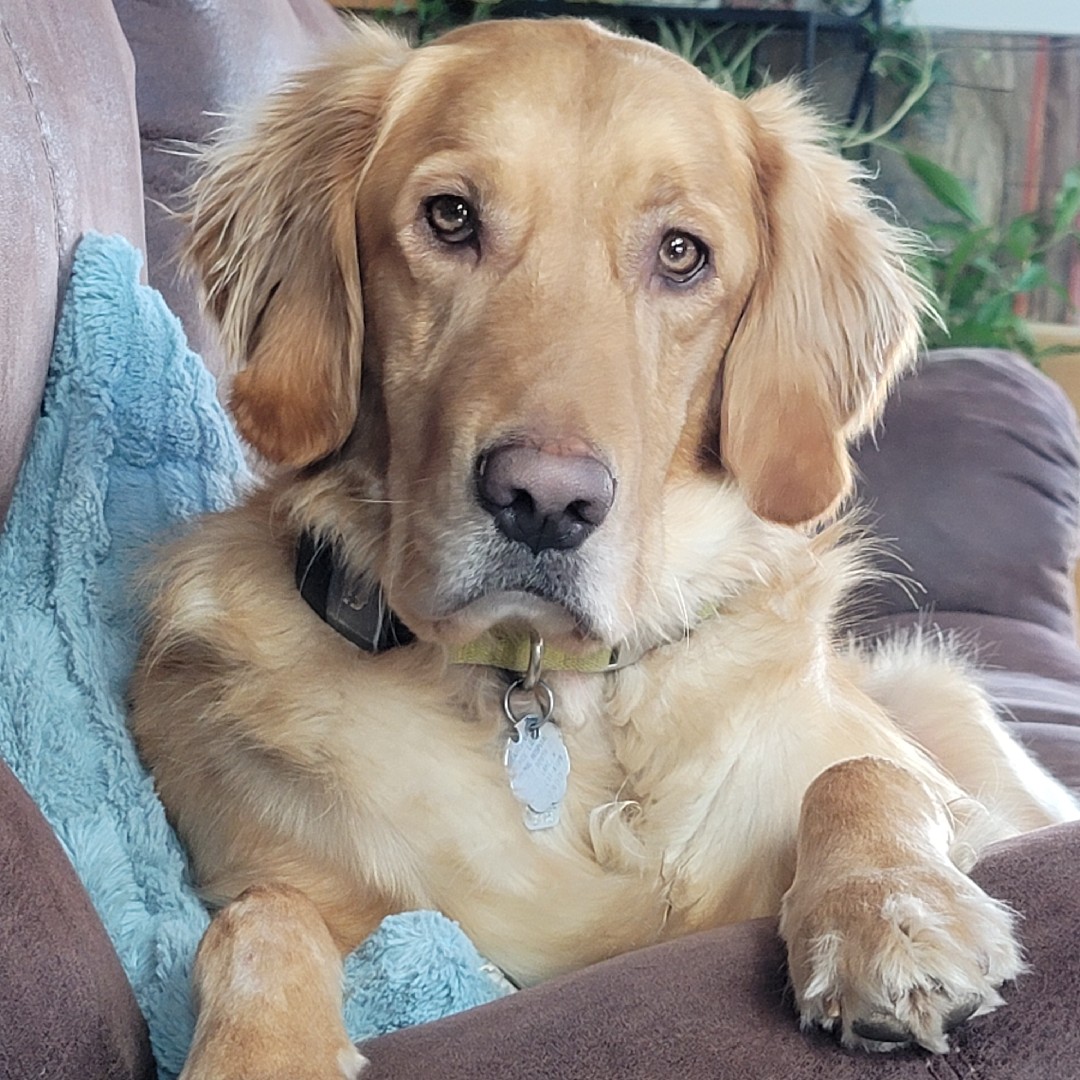 A picture of Oakley, a 7 years old Other dog.