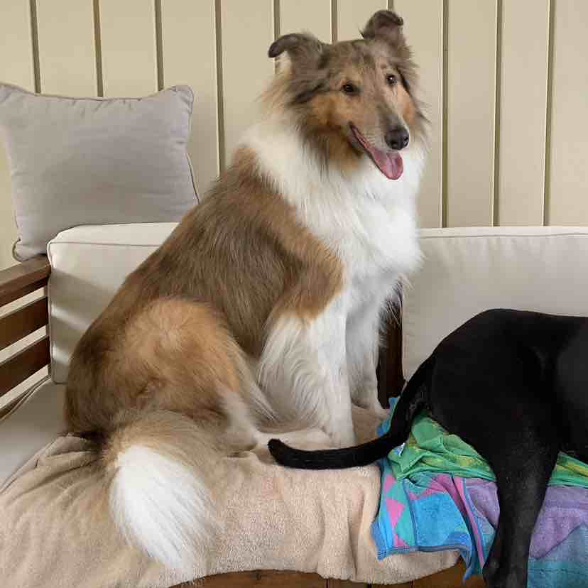 A picture of Prince Wendell, a 5 years 7 months old Other dog.