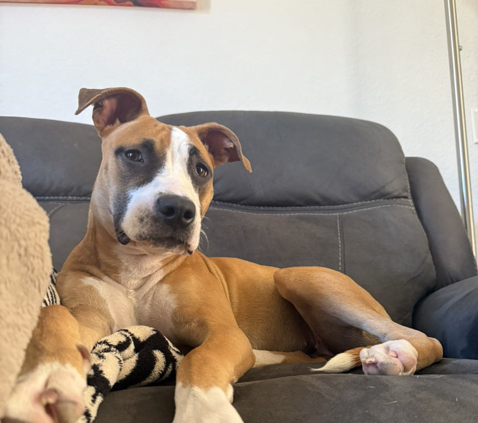 A picture of Sylvie, a 9 months old Other Mix dog.