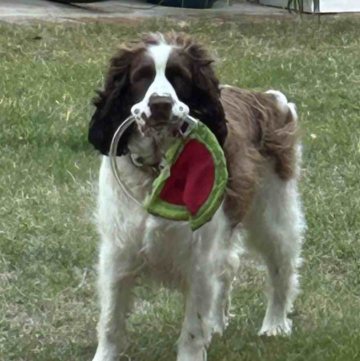 A picture of Daisy May, a 5 years 8 months old Other dog.