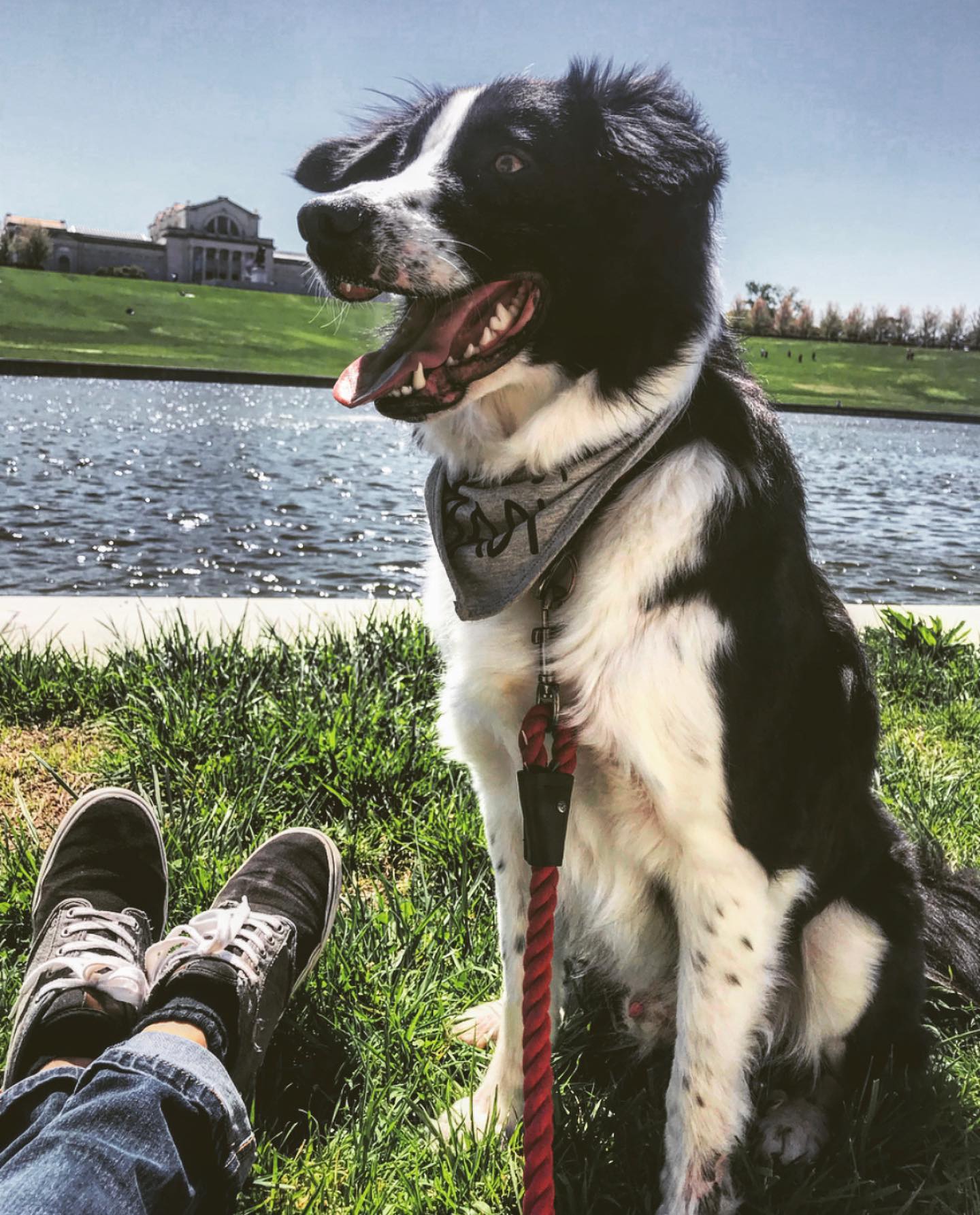 A picture of Cochise, a 8 years 9 months old Other dog.