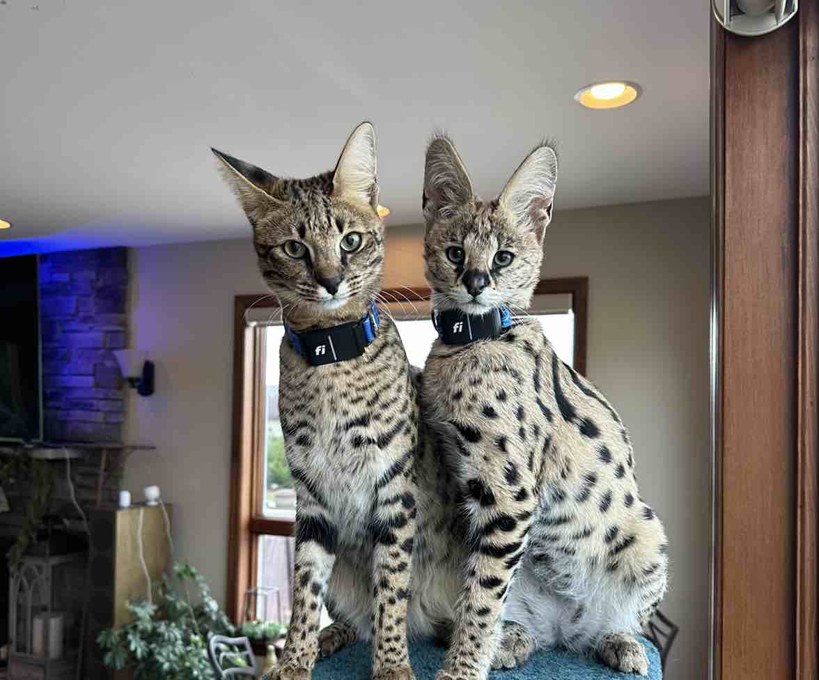 A picture of Apex The Serval, a 1 year 6 months old Other dog.