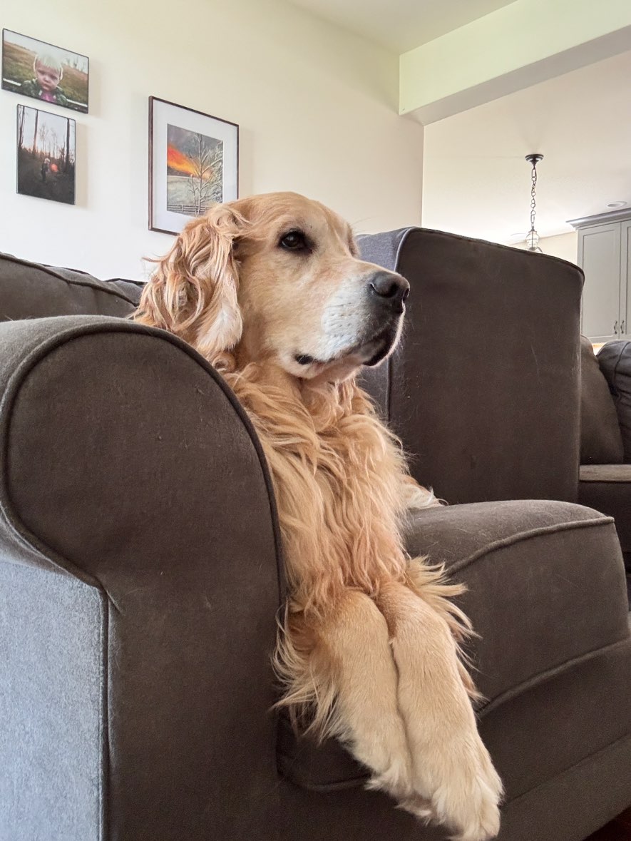 A picture of Teddy Bear, a 4 years 2 months old Other dog.