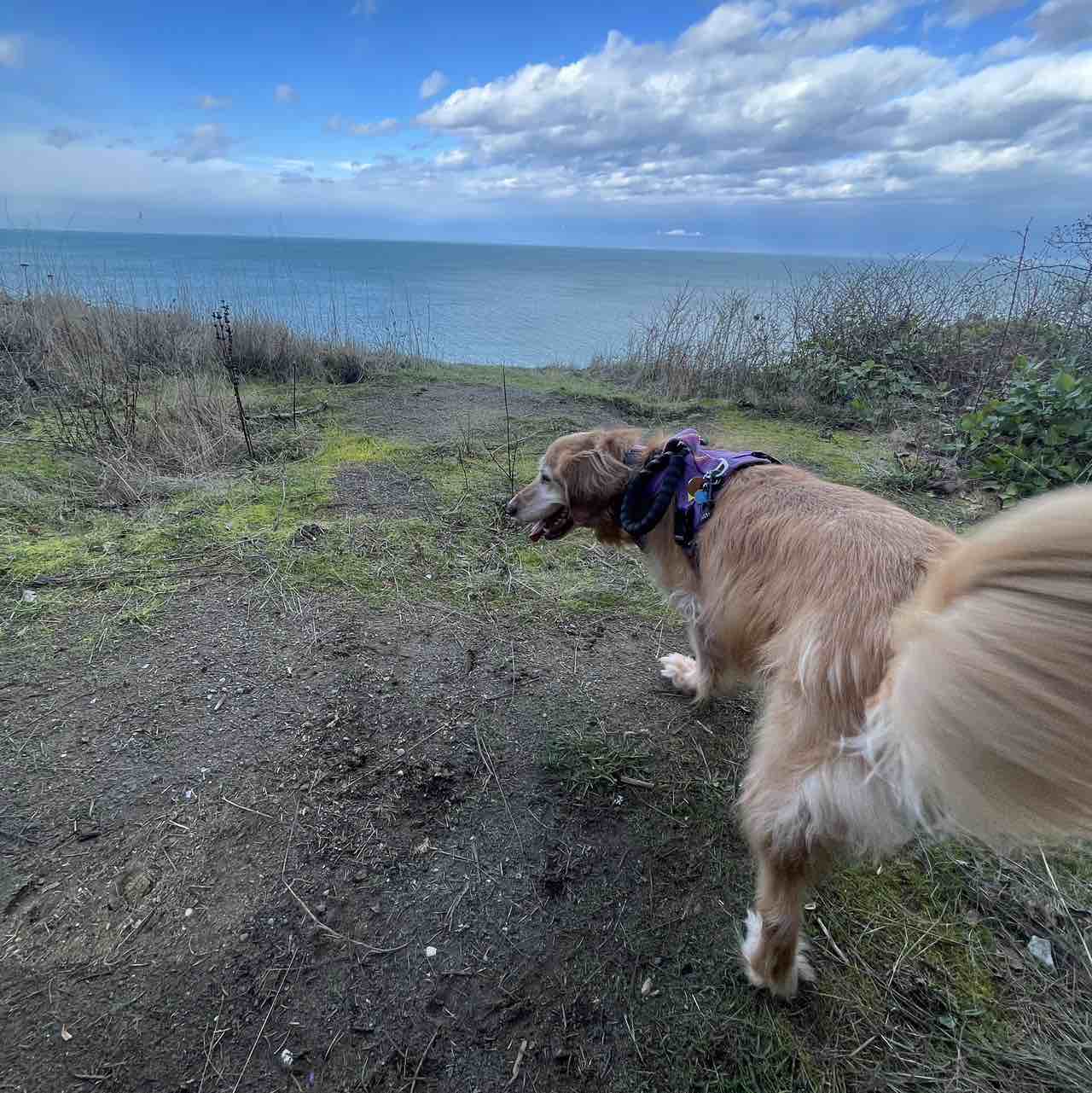 A picture of Dallas, not Texas, a 11 years 8 months old Other dog.