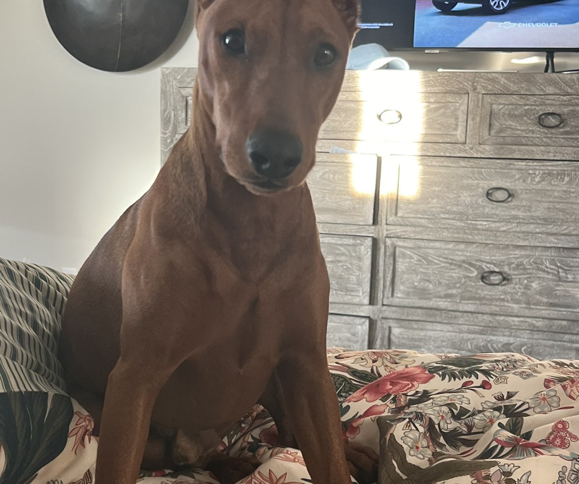 A picture of Red, a 3 years 5 months old Other dog.