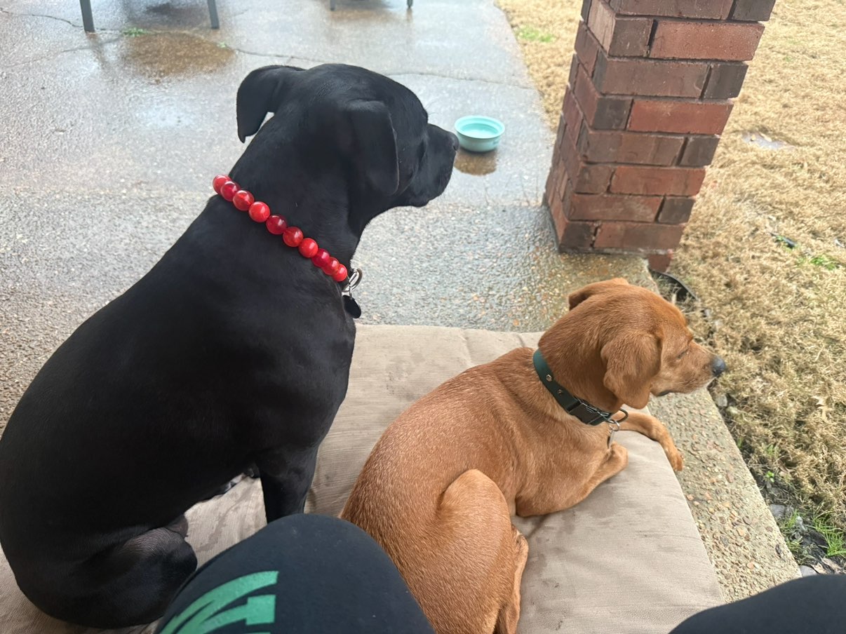 A picture of Lex Luthor, a 3 years 1 month old Other Mix dog.