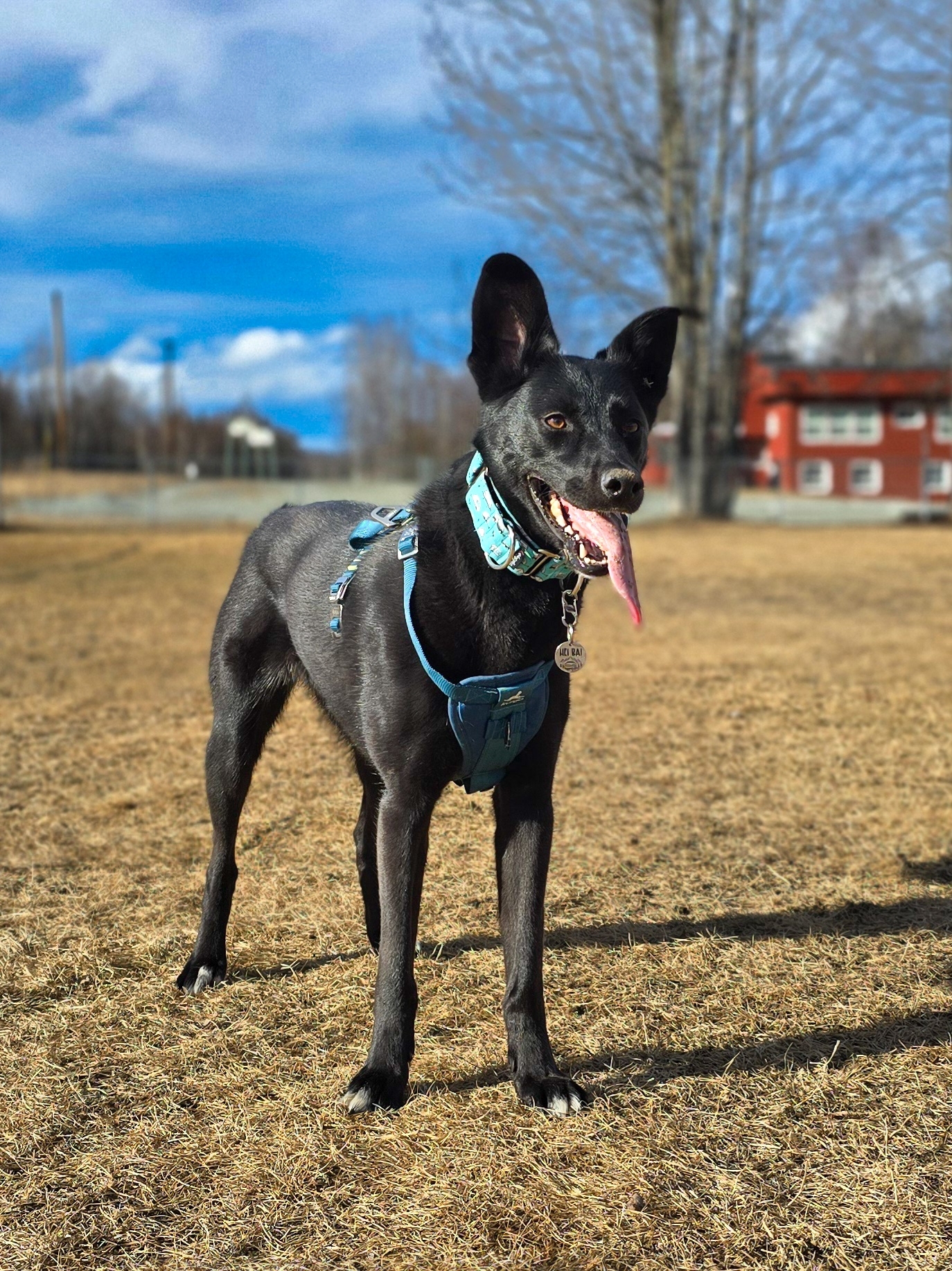 A picture of Hei Bai, a 2 years 10 months old Other Mix dog.
