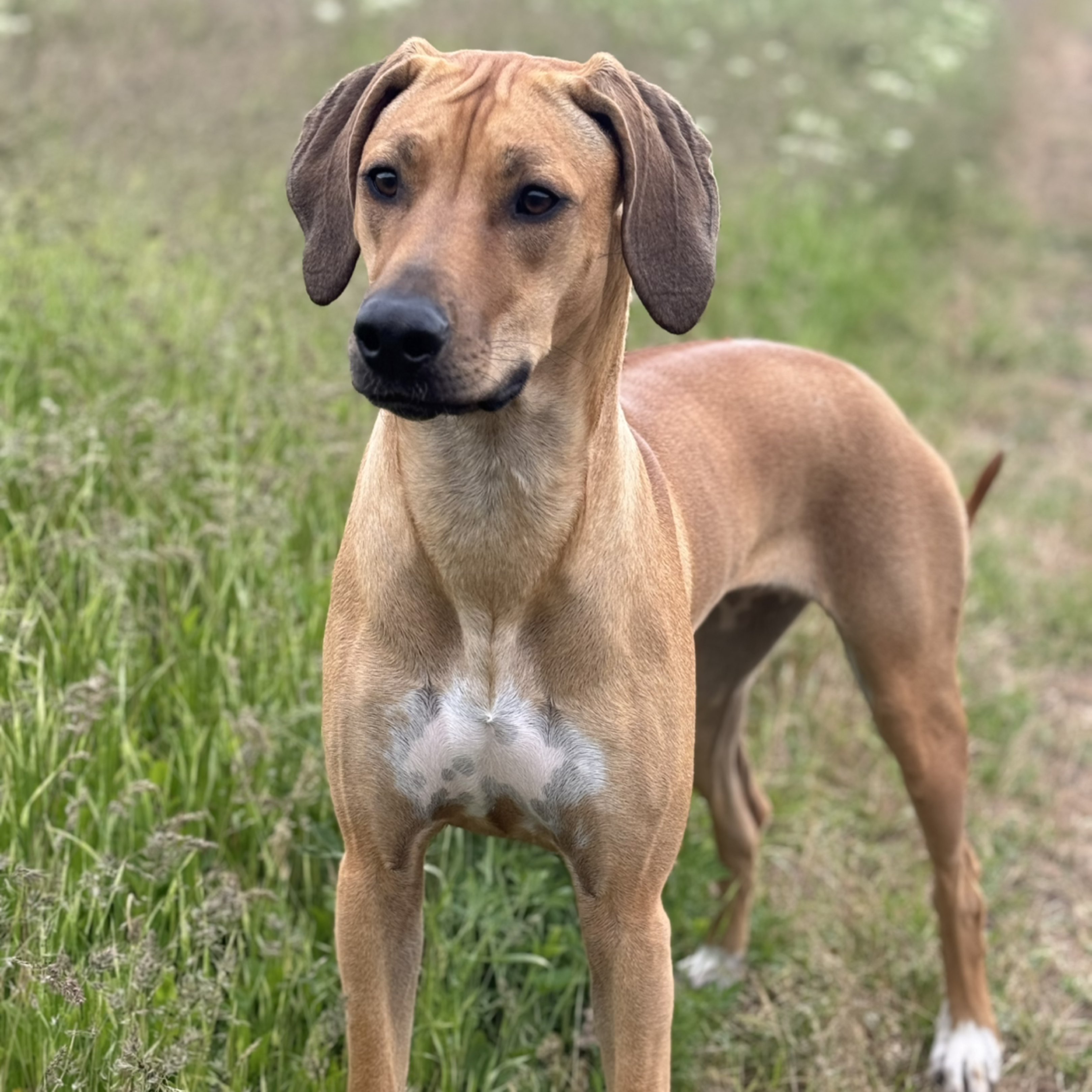 A picture of Ruu, a 2 years 2 months old Other dog.