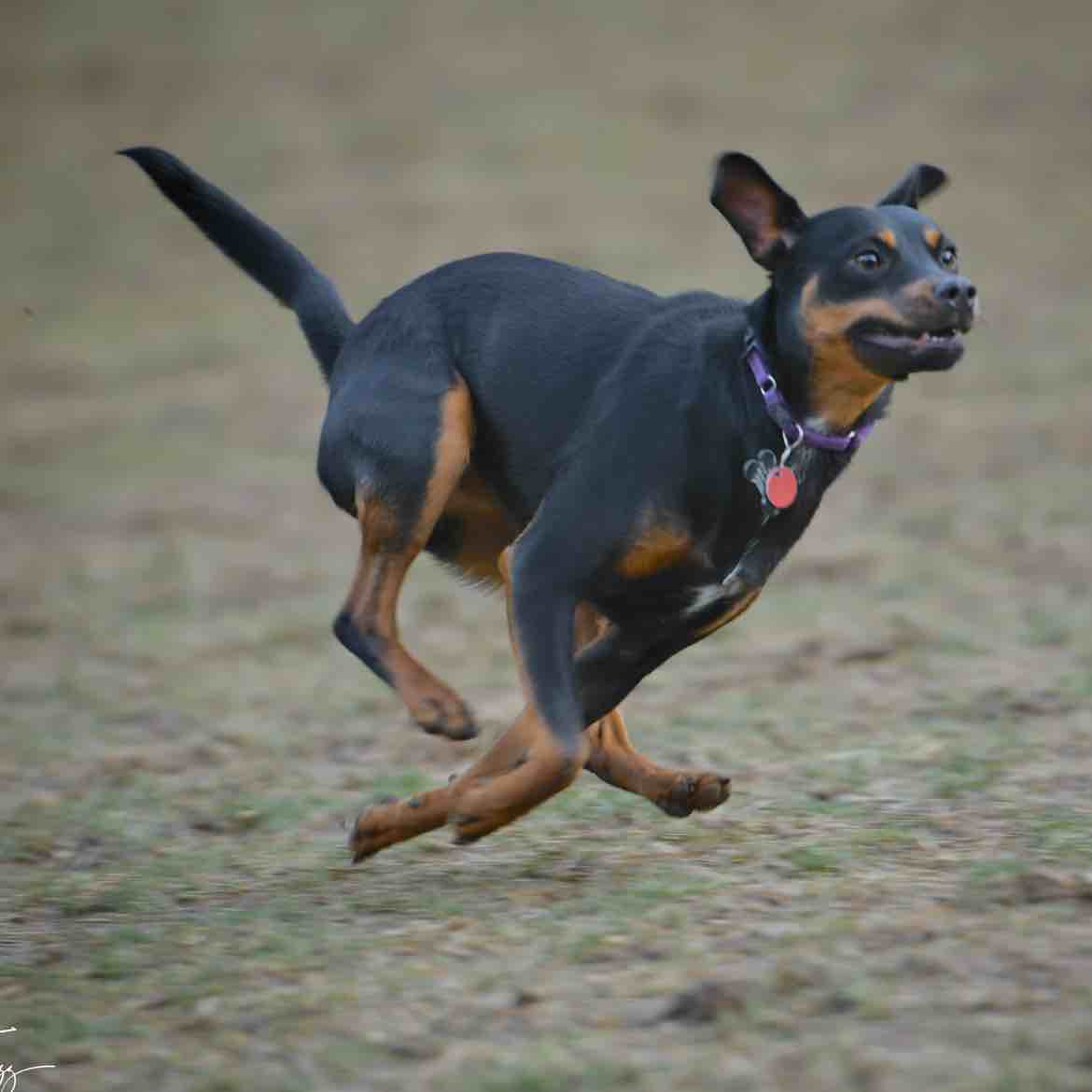 A picture of Savannah, a 3 years 3 months old Other Mix dog.