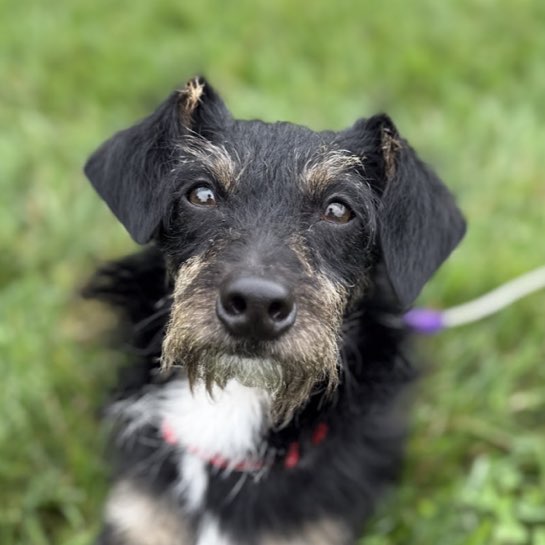 A picture of NY#4- Scruff, a 1 year old Other Mix dog.