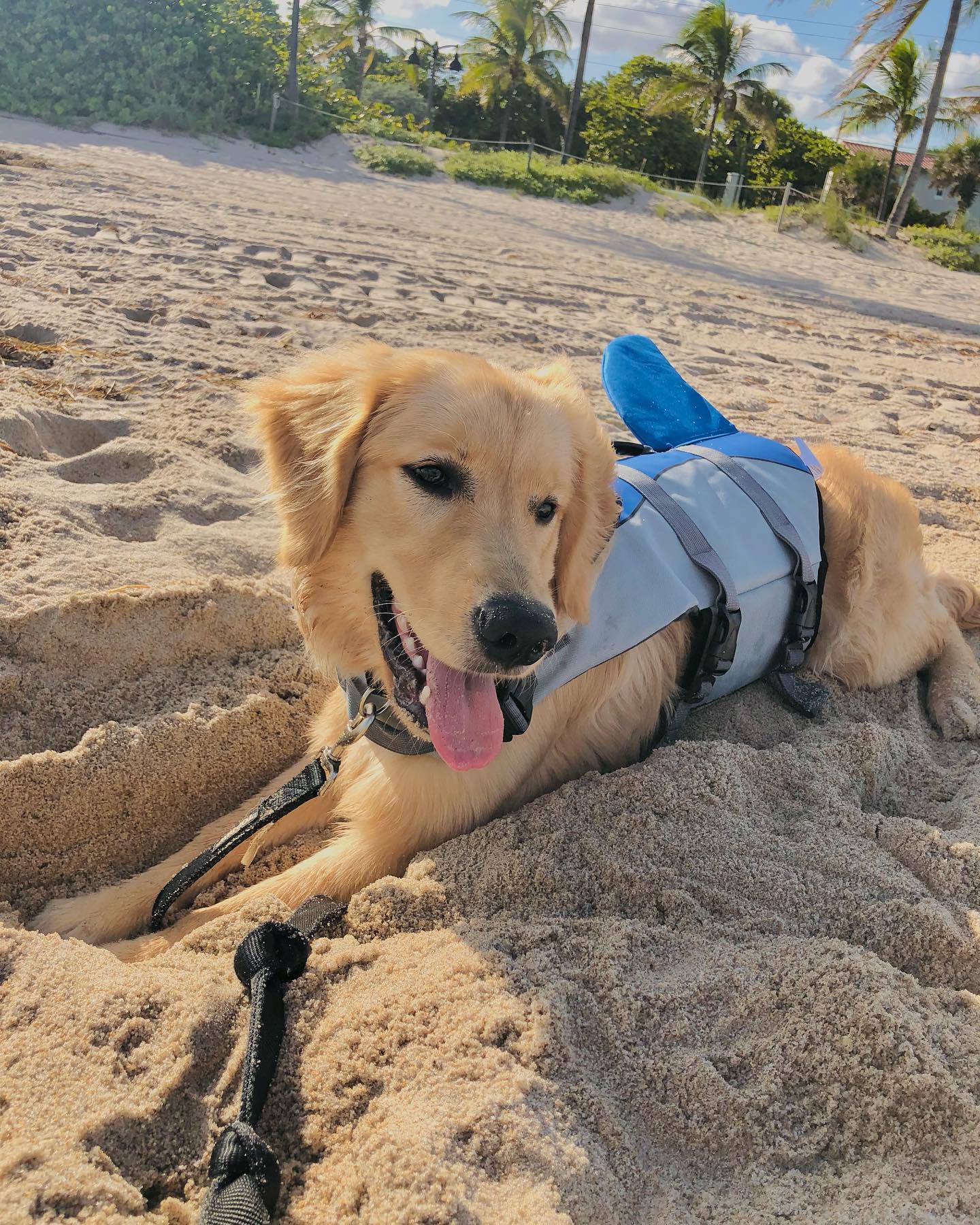 A picture of Forky, a 4 years 2 months old Other dog.