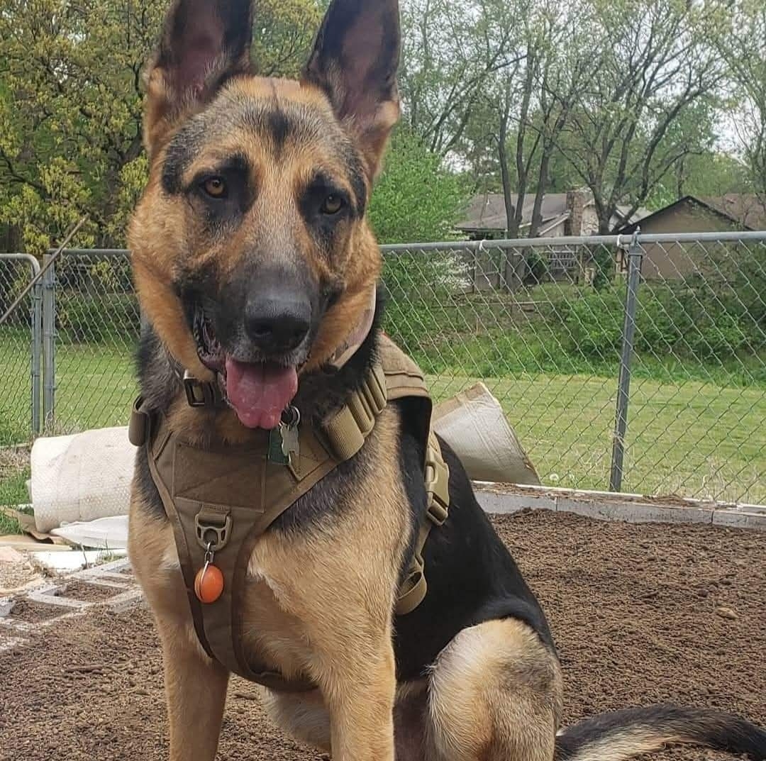 A picture of Cerberus , a 7 years 4 months old German Shepherd Dog dog.