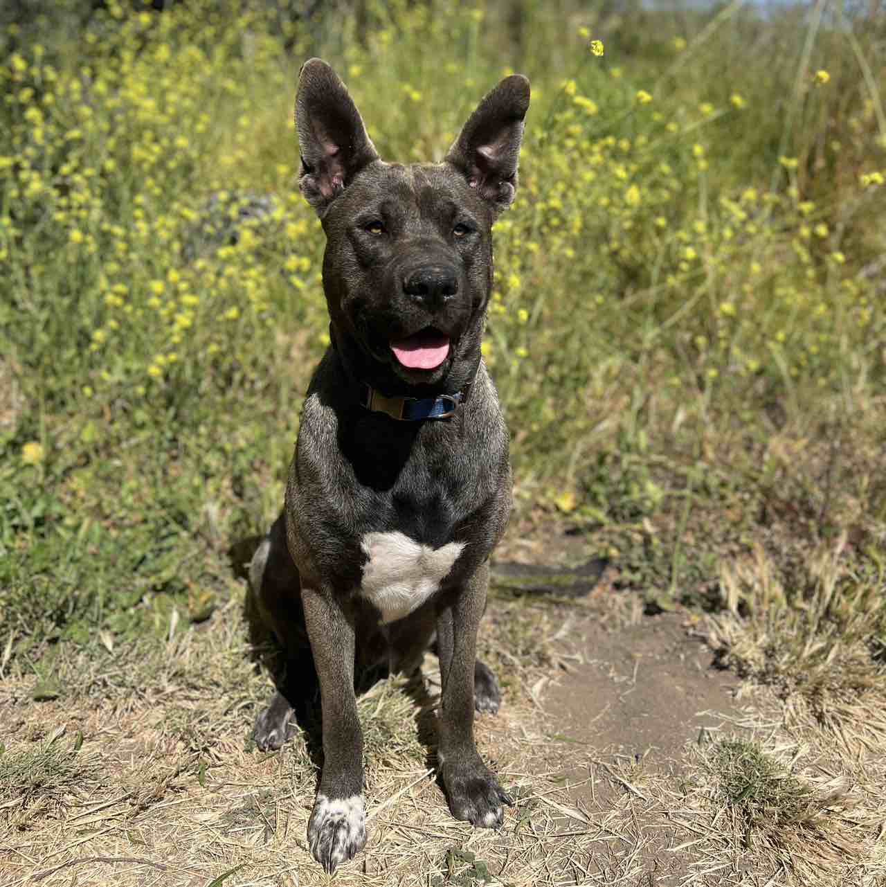 A picture of Oatlee, a 2 years old Other Mix dog.