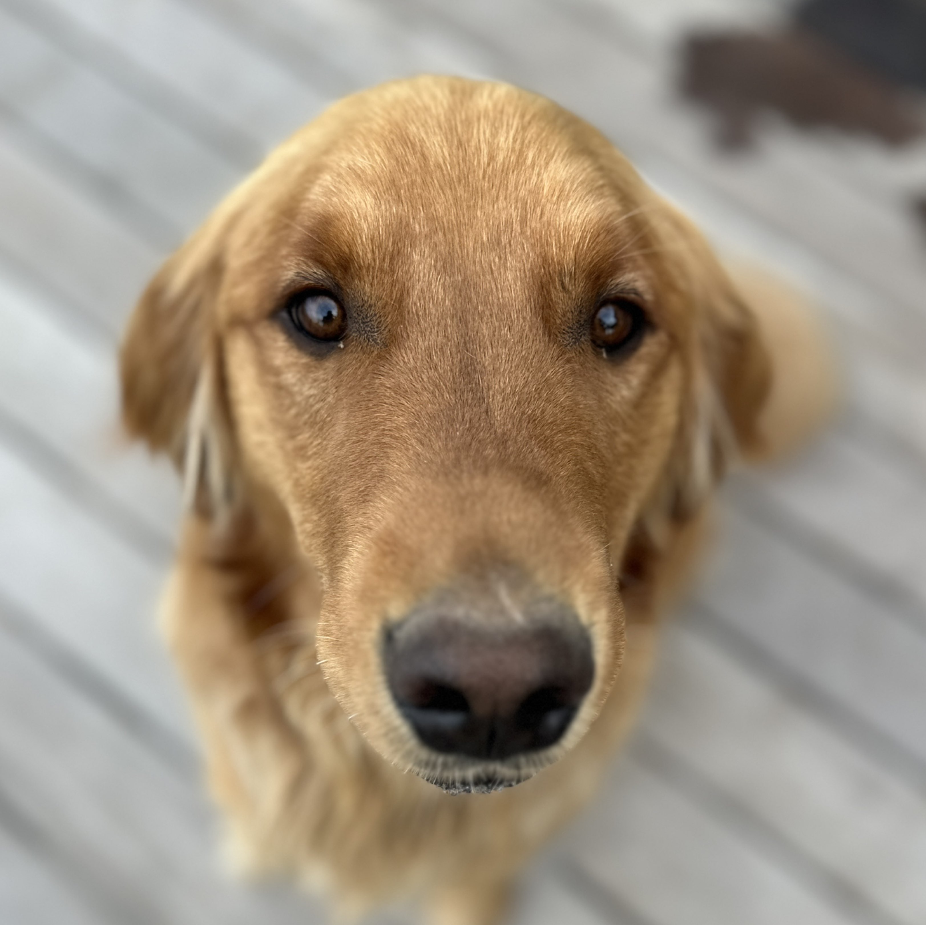 A picture of Hacker, a 3 years 5 months old Other Mix dog.