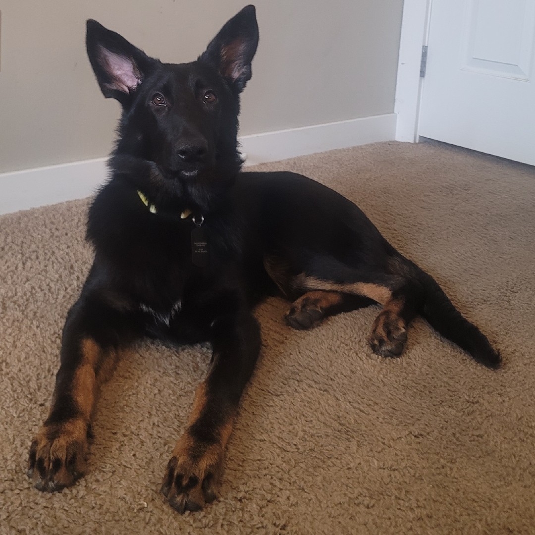 A picture of Kali Key, a 1 year 9 months old Other dog.