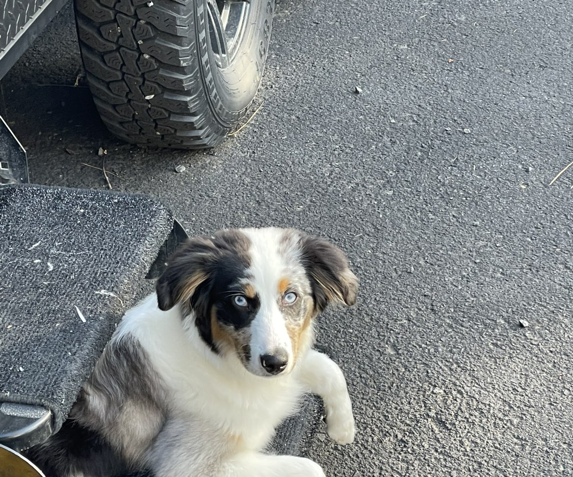 A picture of Tazi, a 9 months old Other dog.