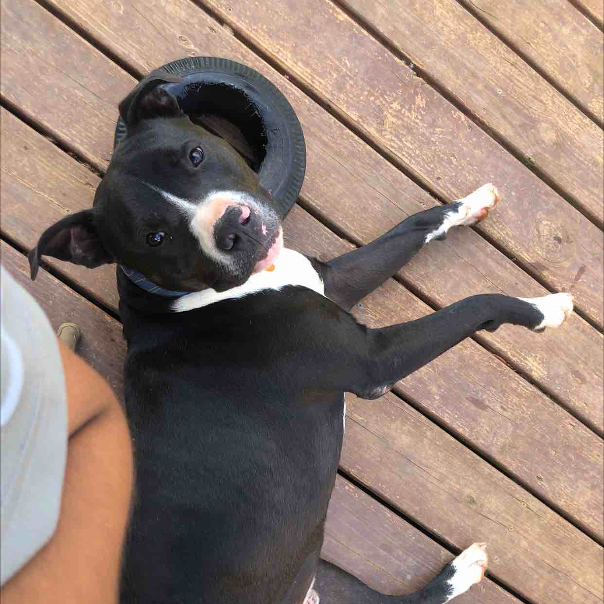 A picture of Debo, a 4 years 9 months old Other Mix dog.