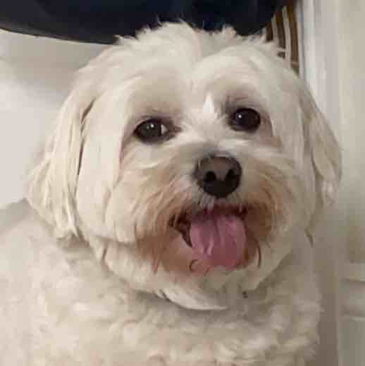 A picture of Caton, a 12 years 2 months old Other dog.
