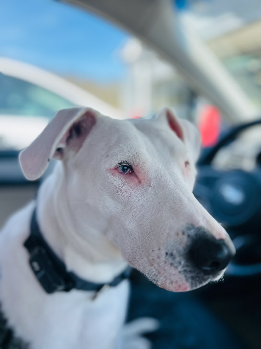 A picture of Opal, a 3 years 2 months old Other Mix dog.