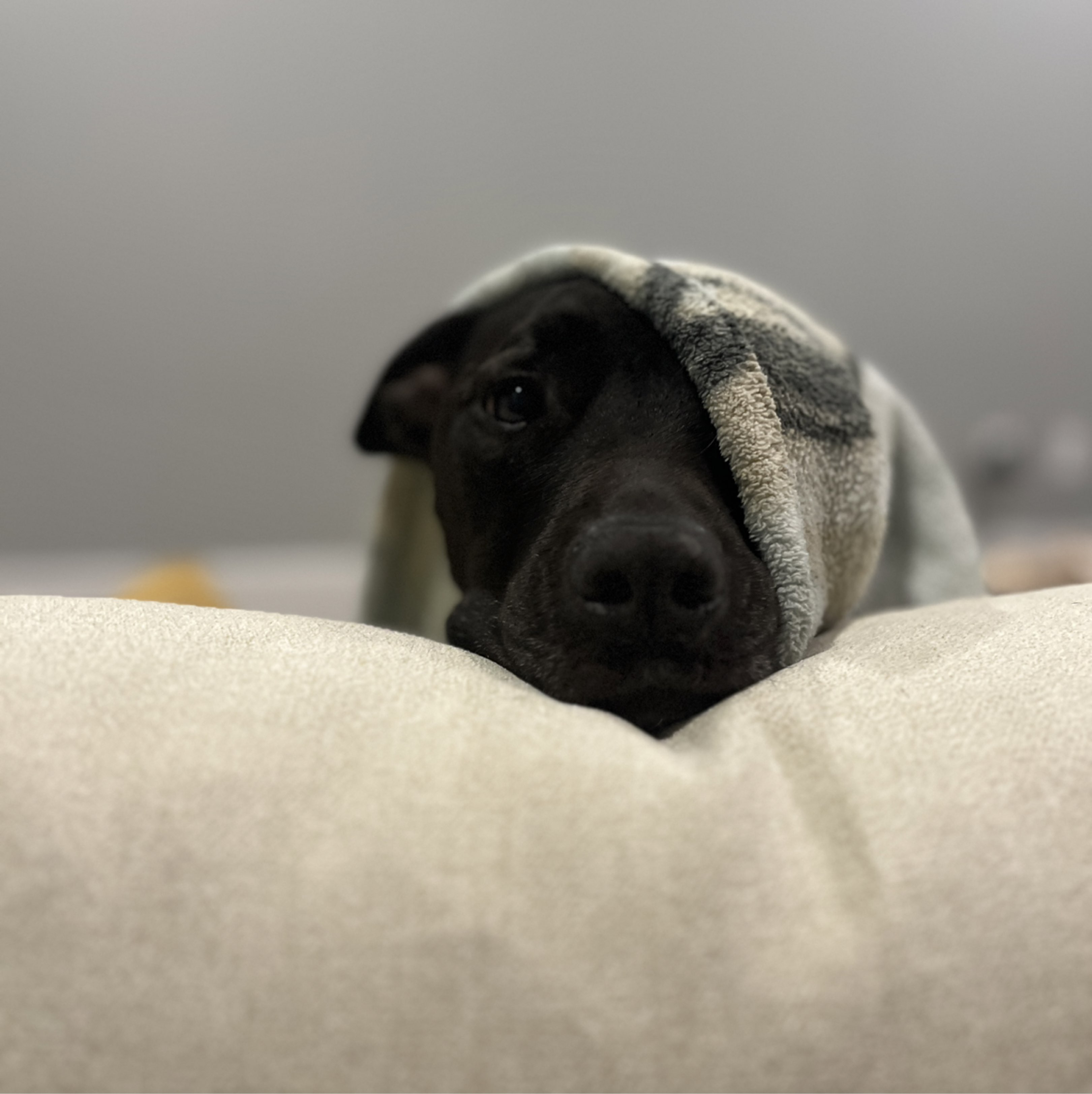 A picture of Piglet, a 10 years old Other Mix dog.