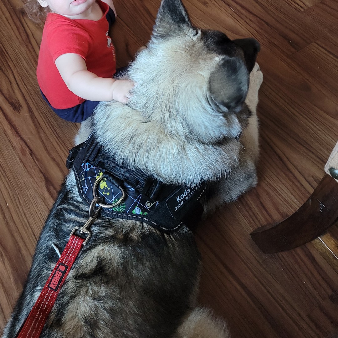 A picture of Koda Bear, a 4 years 2 months old Other dog.