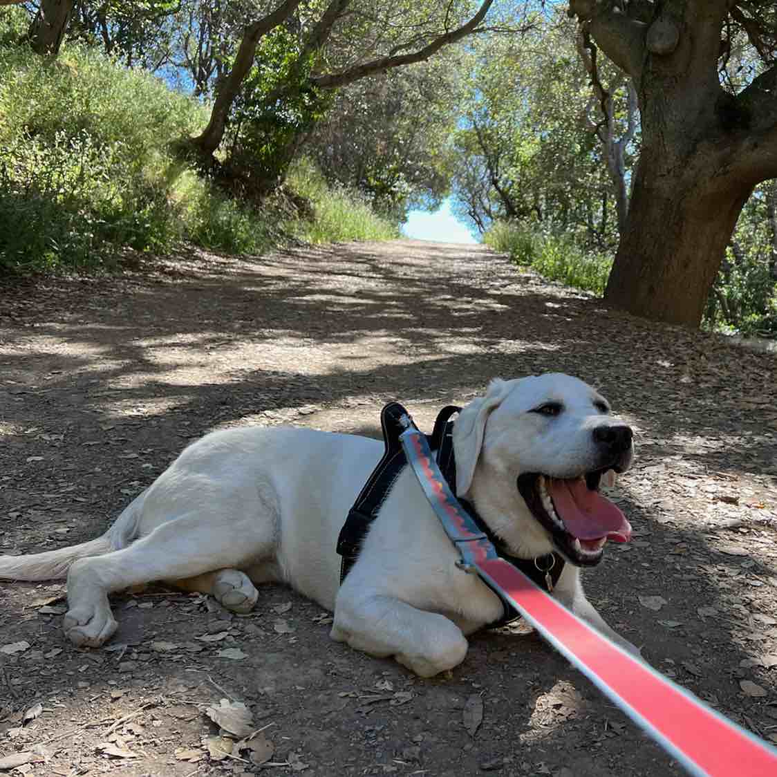A picture of Luz, a 3 years 8 months old Other dog.