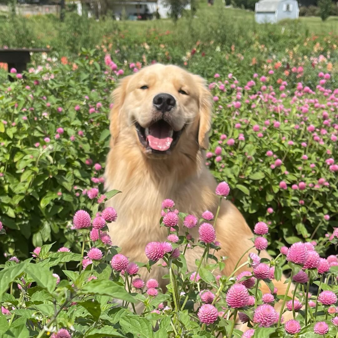 A picture of Oakley, a 3 years 1 month old Other dog.