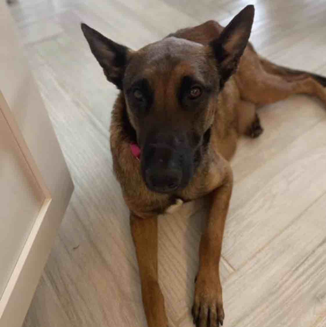 A picture of Camilla, a 6 years old Other dog.