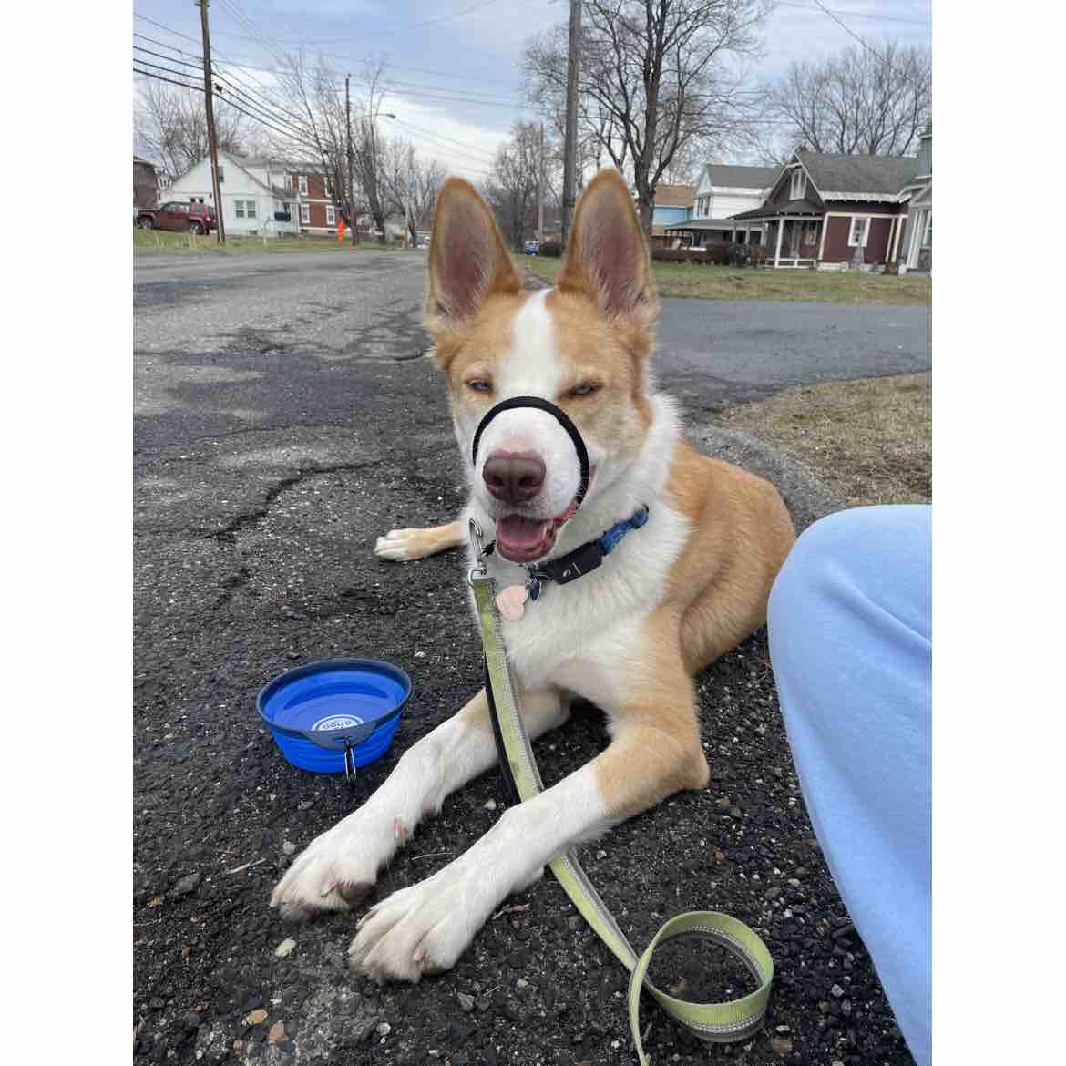 A picture of Neji, a 7 years 1 month old Other Mix dog.