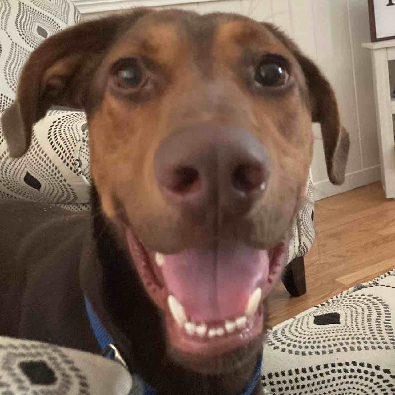 A picture of Dobby, a 4 years 11 months old Other Mix dog.