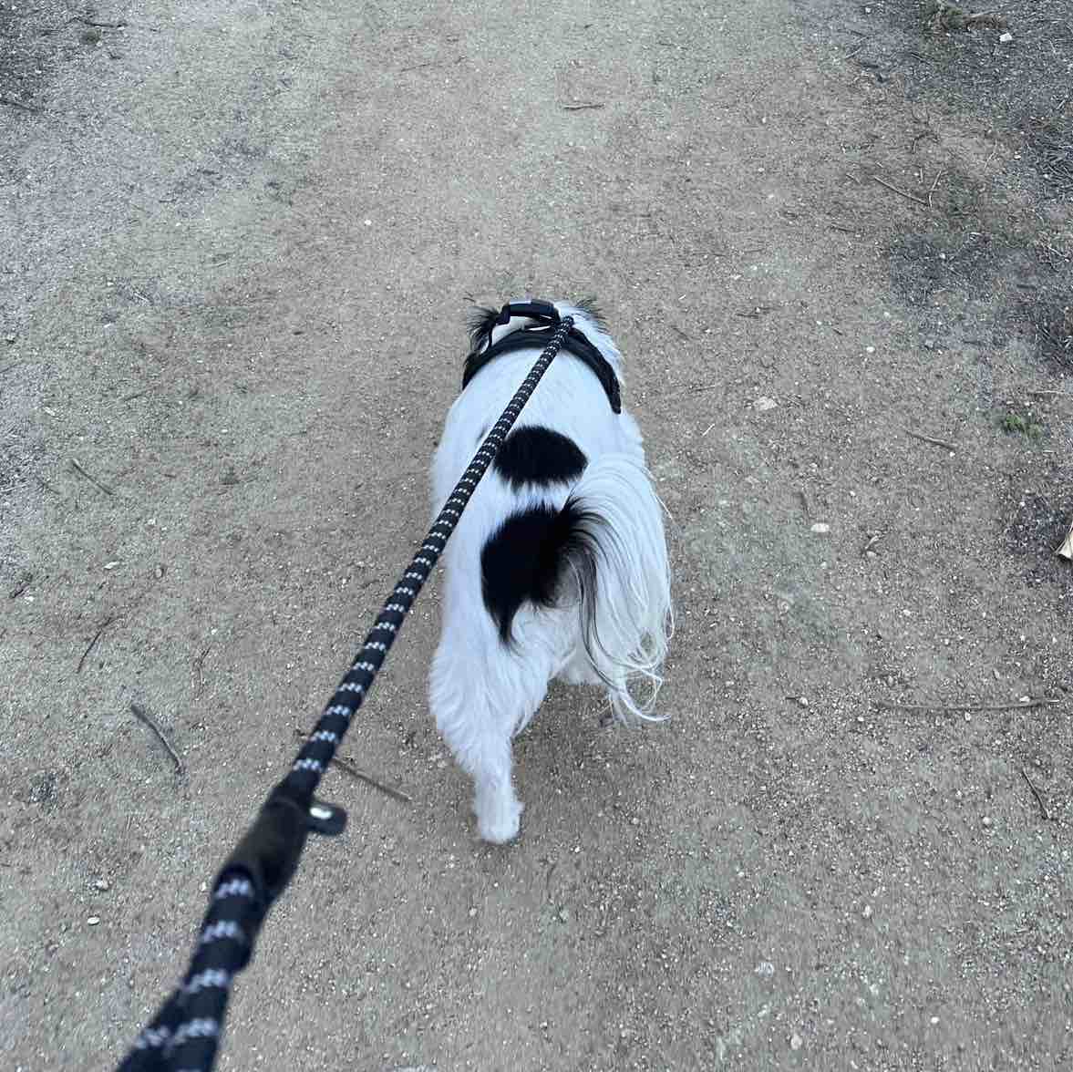 A picture of Monse, a 7 years 10 months old Other Mix dog.