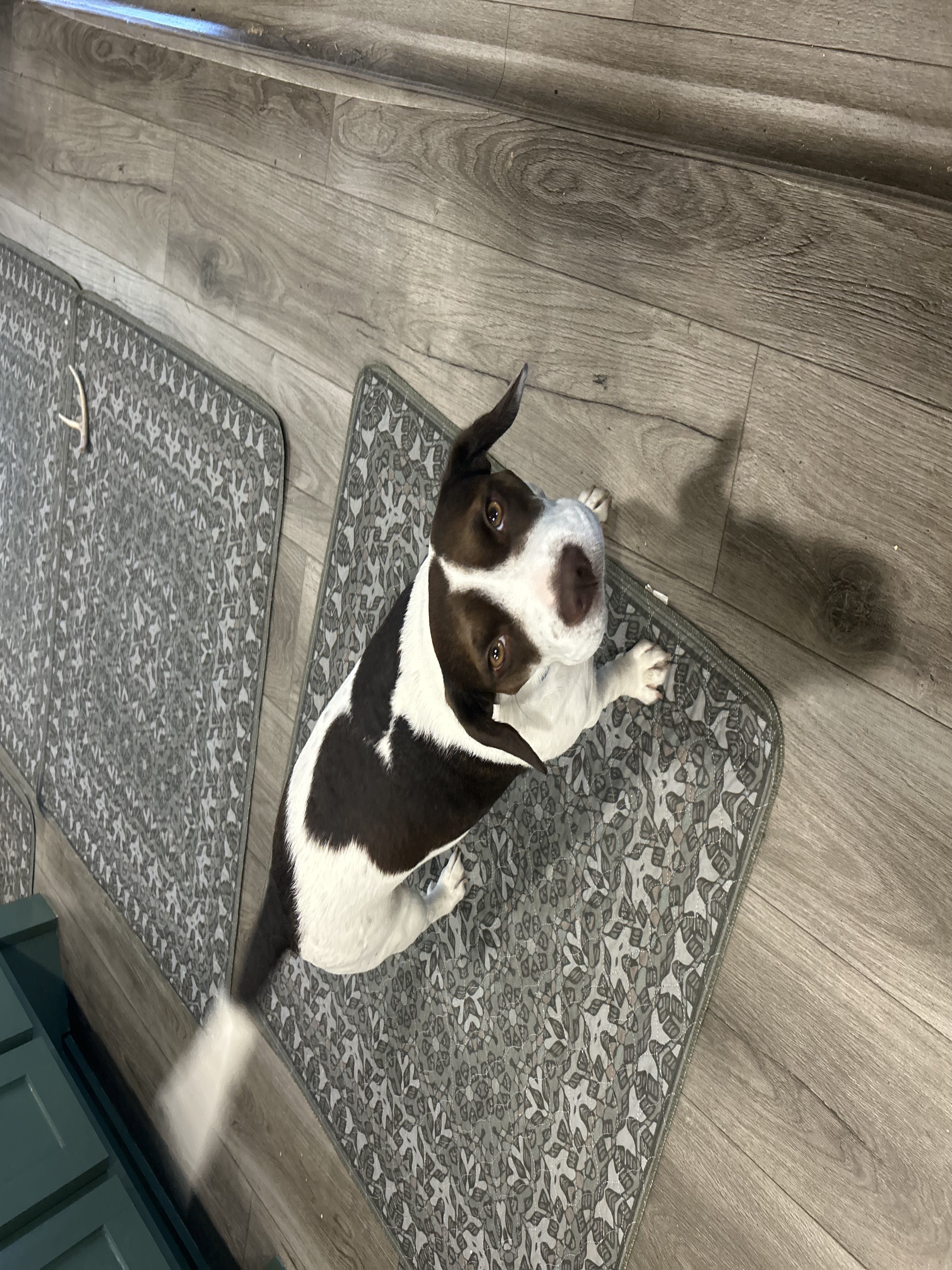 A picture of Cauliflower, a 1 year 11 months old Other dog.