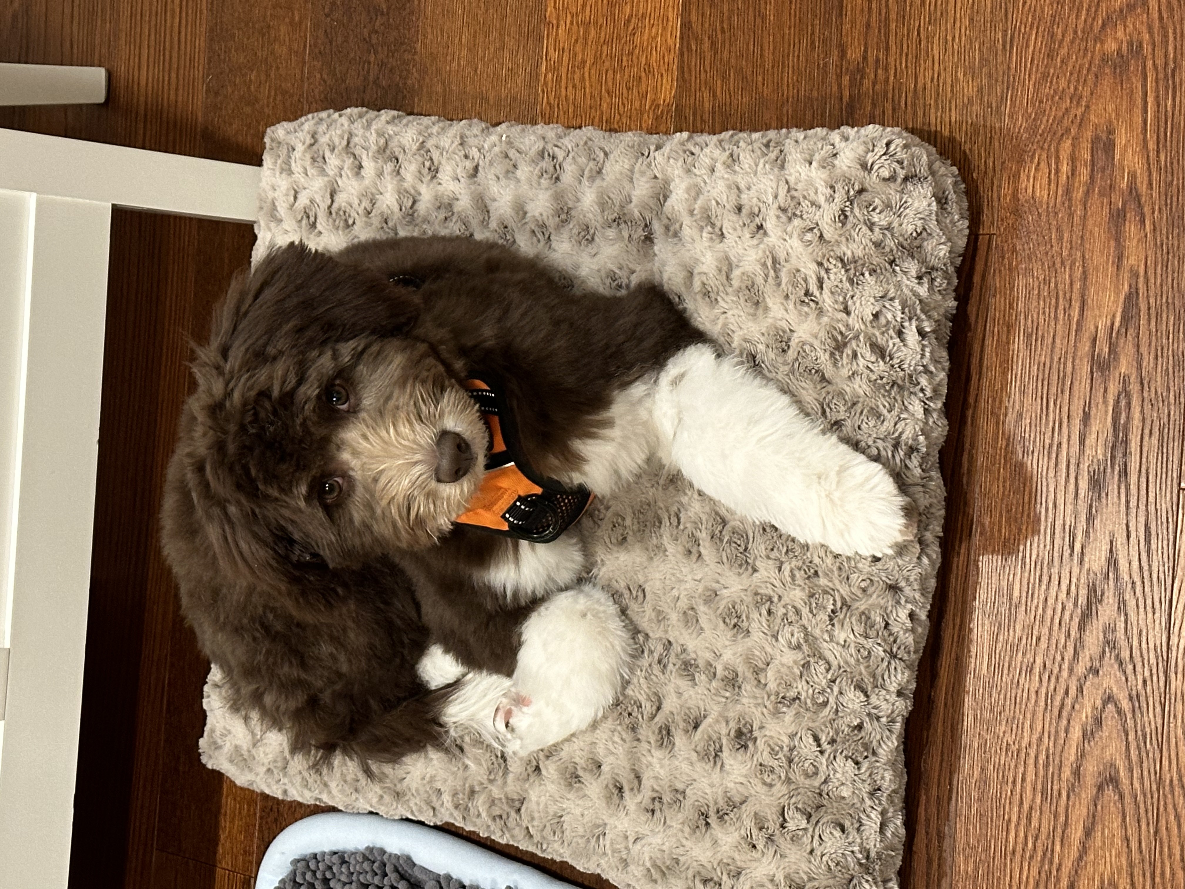 A picture of Nia, a 1 year 11 months old Other dog.