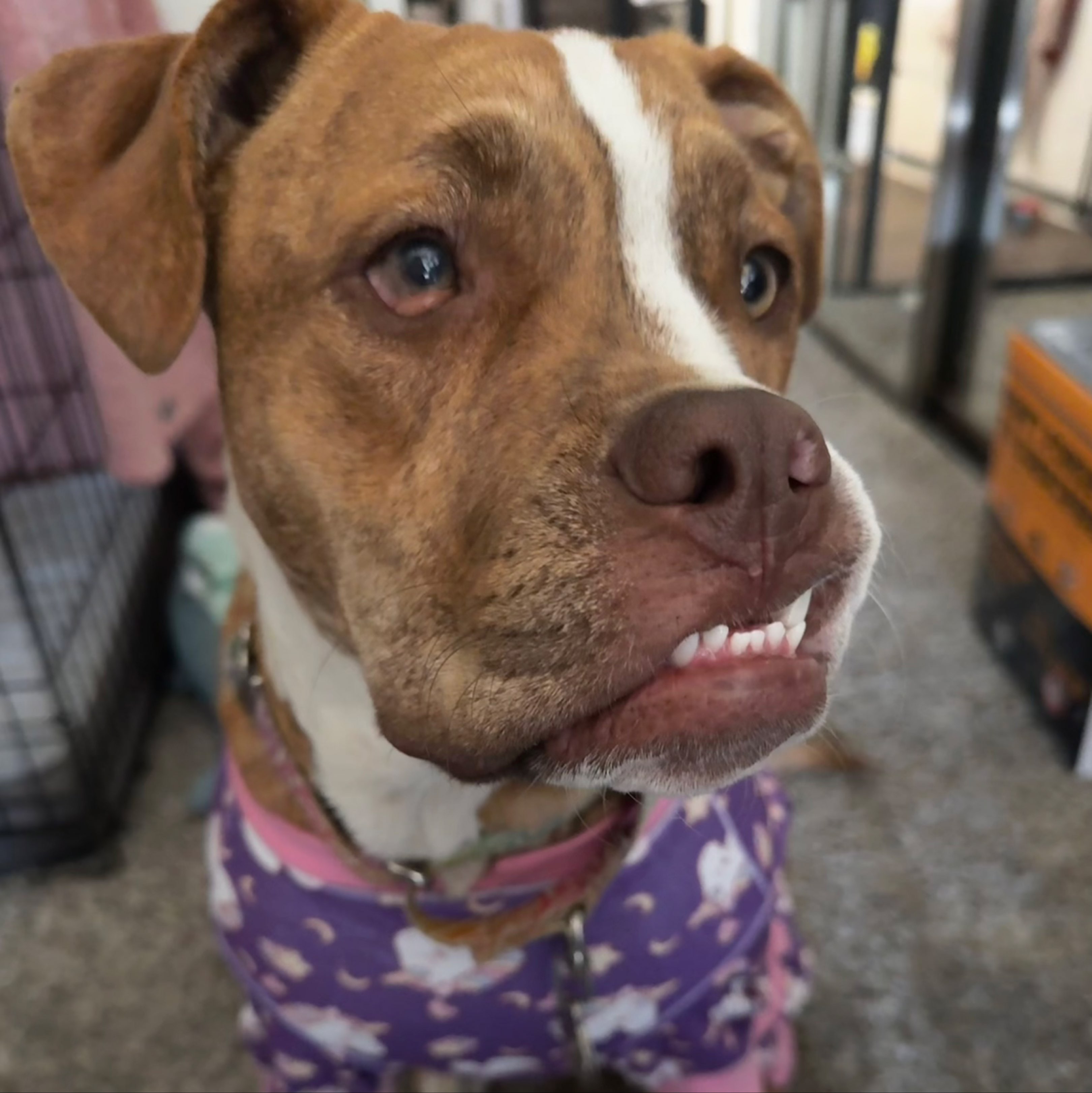 A picture of Leela, a 9 months old Other dog.