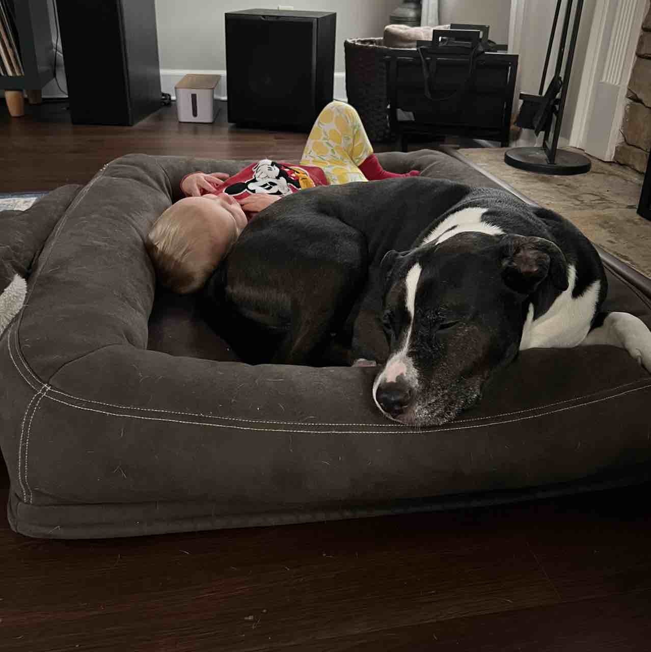 A picture of Dizzy, a 11 years 8 months old Other Mix dog.