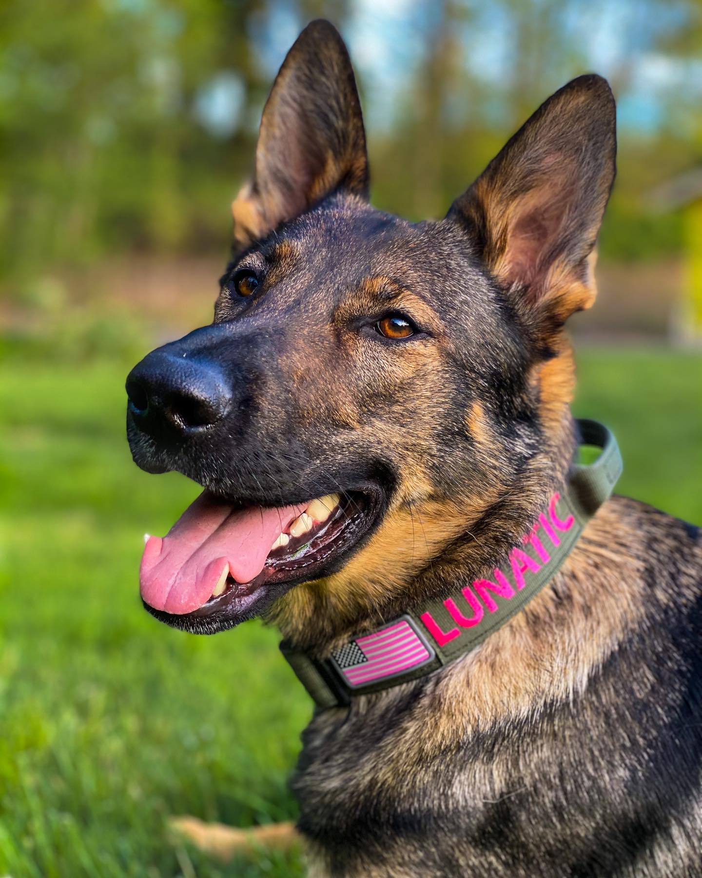 A picture of Lunatic, a 5 years 3 months old Other dog.