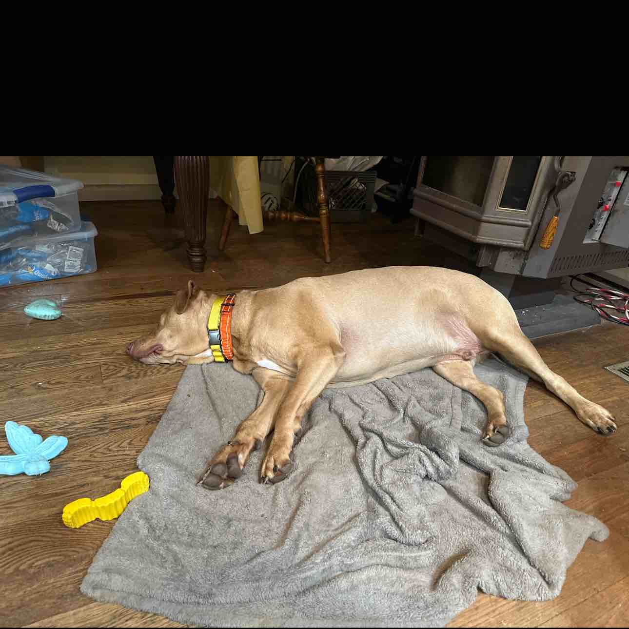 A picture of Sinatra, a 4 years 2 months old Other Mix dog.