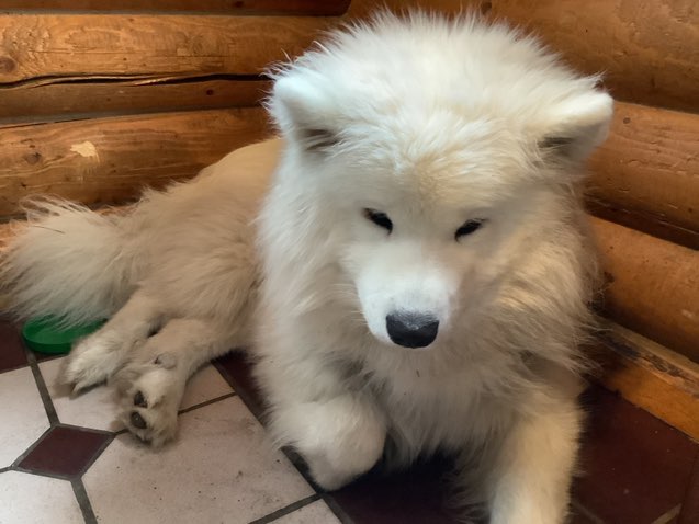 A picture of Hefe, a 1 year 3 months old Other dog.