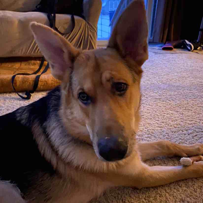 A picture of Macallan, a 5 years 1 month old Other dog.
