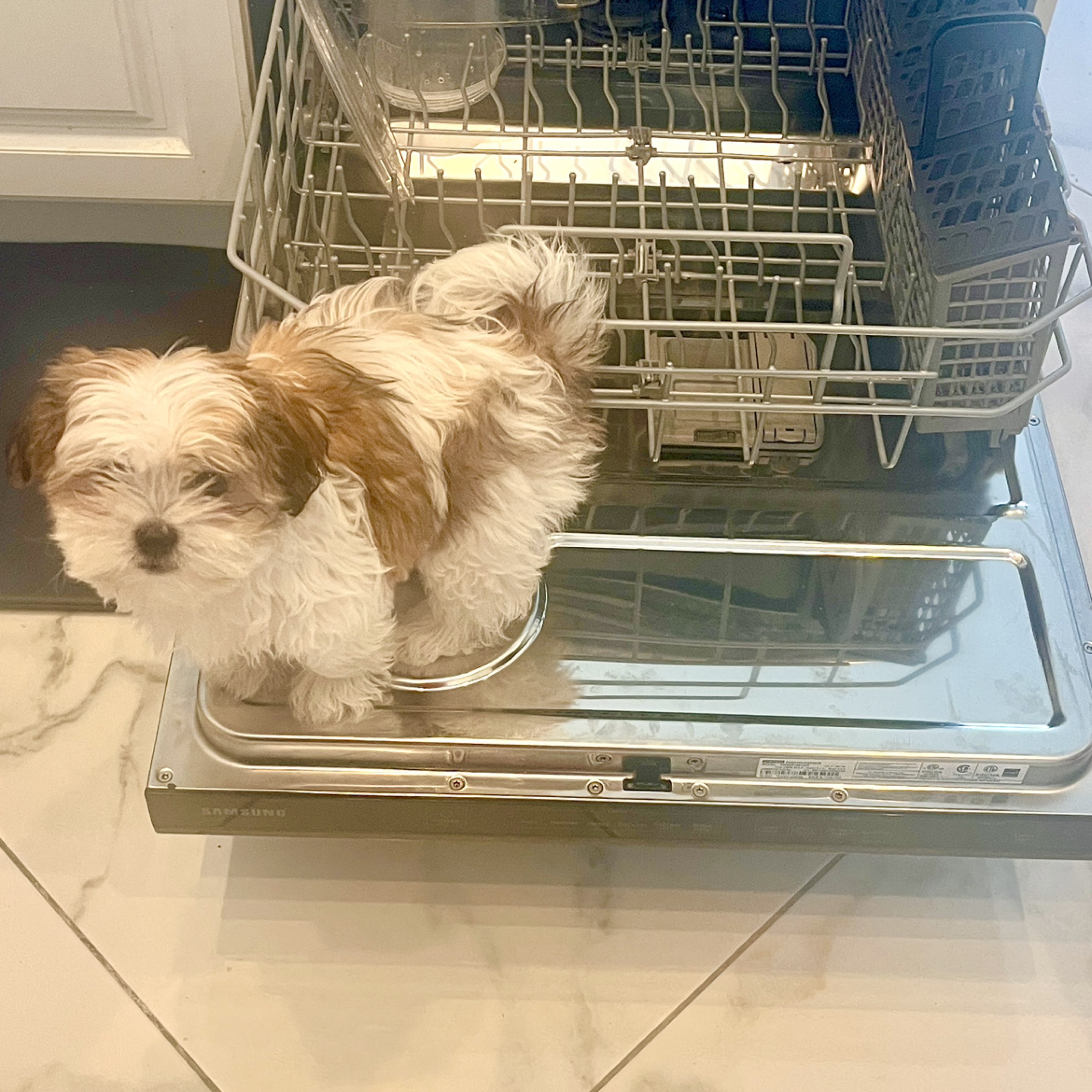A picture of Lacey, a 3 months old Other Mix dog.