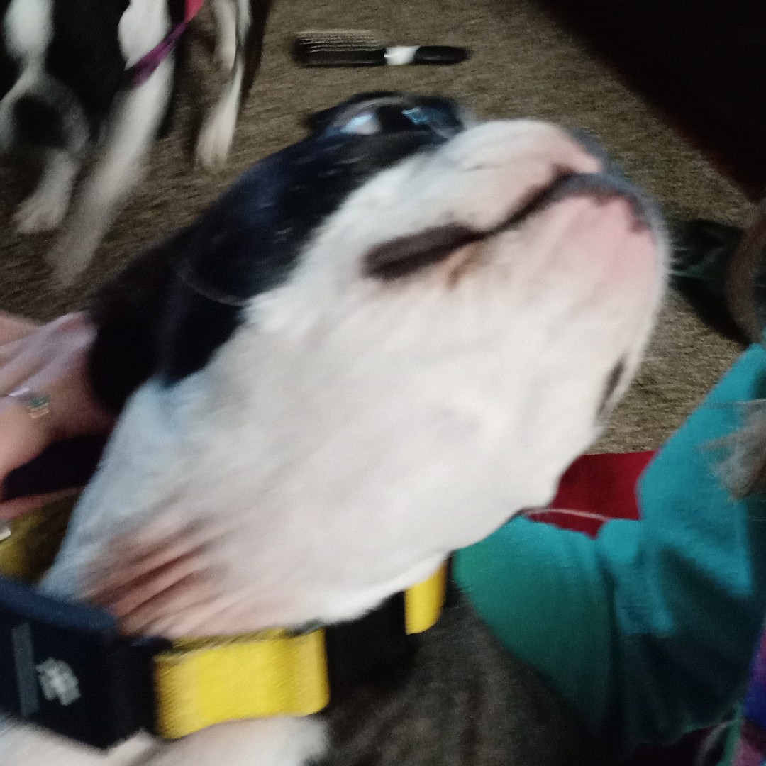 A picture of Wolf Ridges Ginny Weasley, a 4 years 4 months old Other dog.