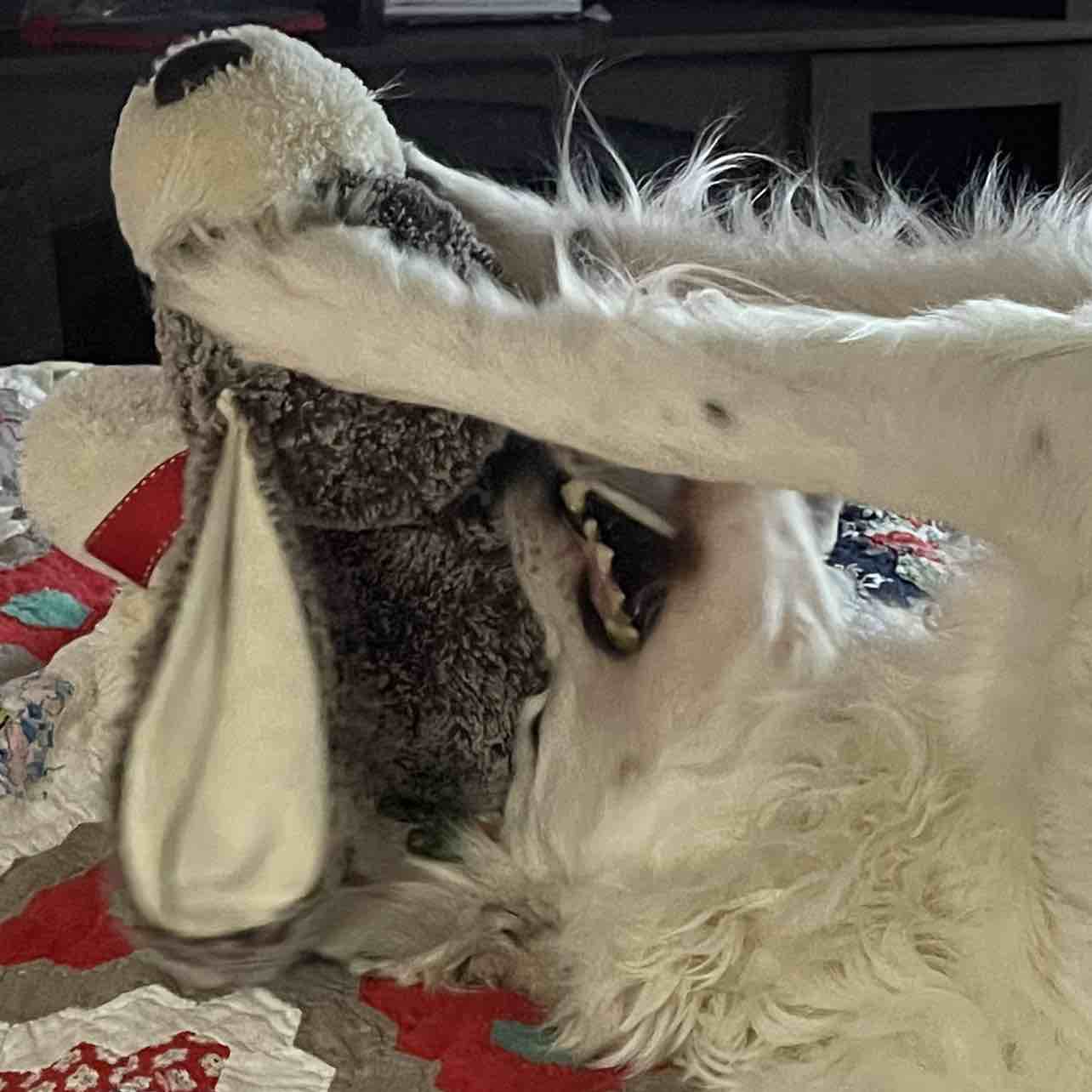 A picture of Cora, a 7 years 9 months old Other dog.