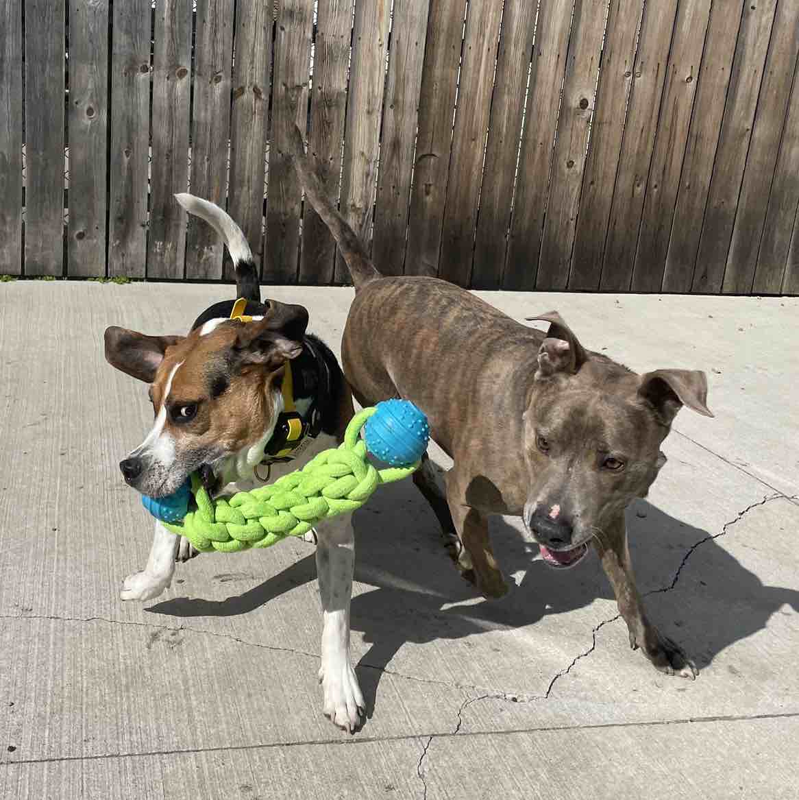 A picture of Hemingway, a 6 years 3 months old Other Mix dog.