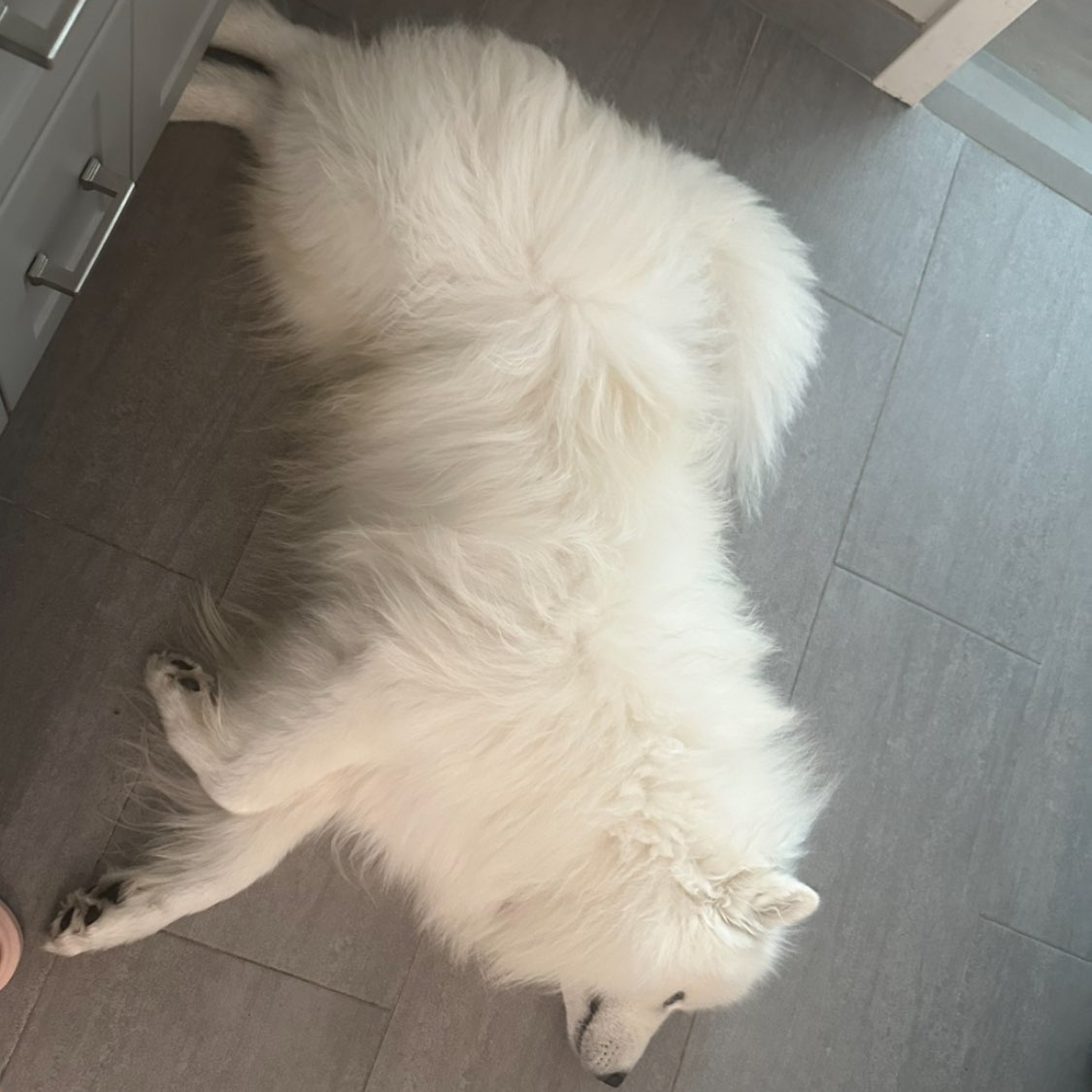 A picture of Doubao, a 2 years 4 months old Samoyed dog.